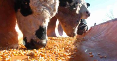 Ganadería, maíz, engorde, nutrición bovina, hongo