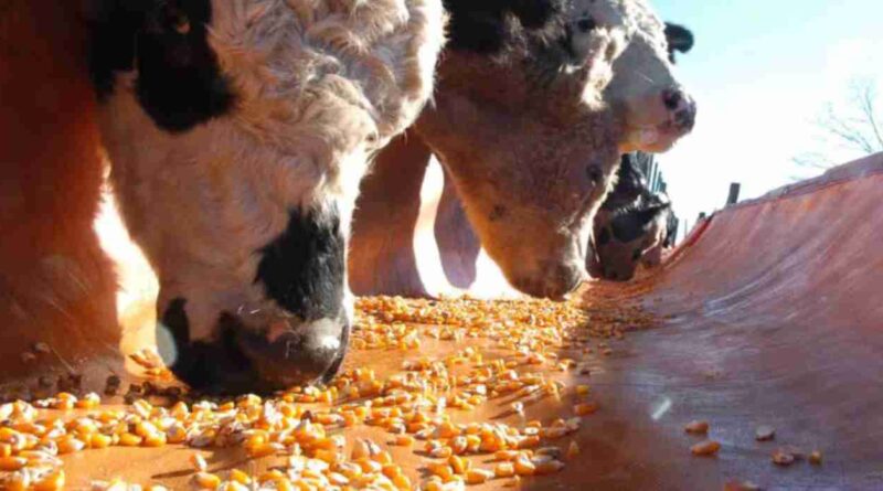 Ganadería, maíz, engorde, nutrición bovina, hongo