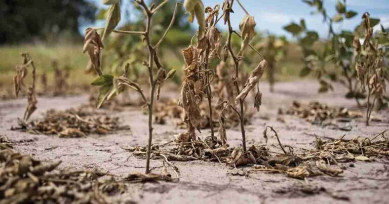 Soja, sequía, chaco, Córdoba