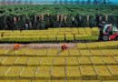 Limon, exportaciones, CÍTRICOS