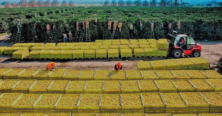 Limon, exportaciones, CÍTRICOS, exportaciones frutícolas