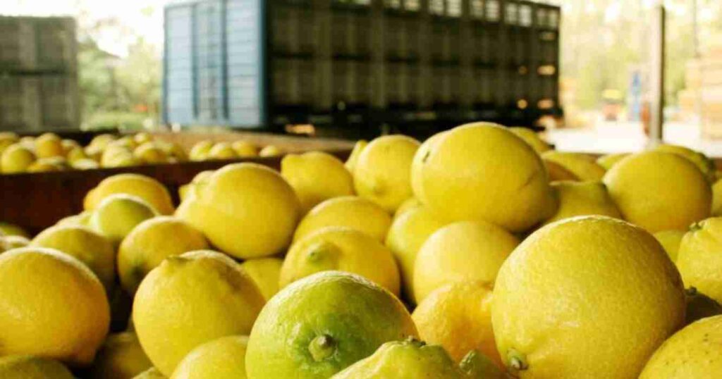 Limon, exportaciones, frutas