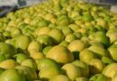 Limon, exportaciones, CÍTRICOS