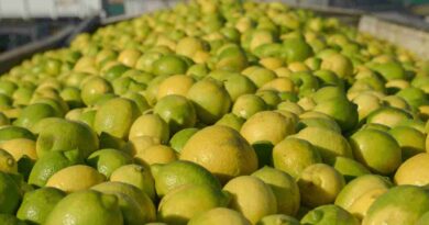 Limon, exportaciones, CÍTRICOS