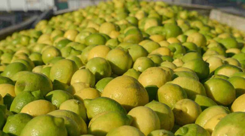 Limon, exportaciones, CÍTRICOS