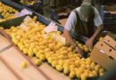 Limon, exportaciones