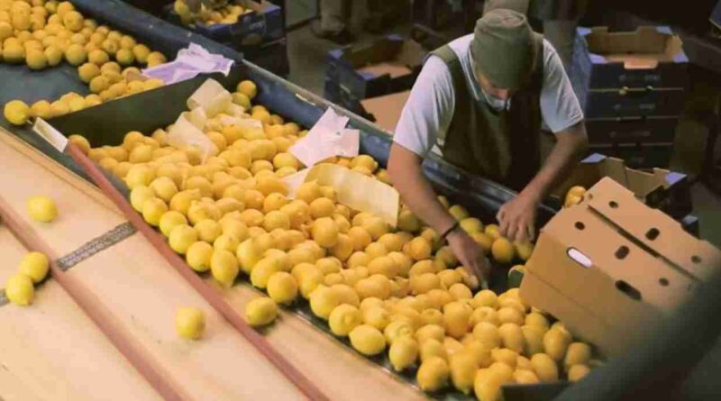 Limon, exportaciones