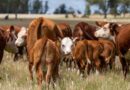 Exportaciones, Ganadería, cría, alquileres agrícolas