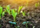 Fertilizantes, Agricultura, bioestimulantes, Agricultura, pelos radicales