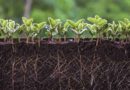 Agricultura, pelos radicales, Agricultura, bioestimulantes