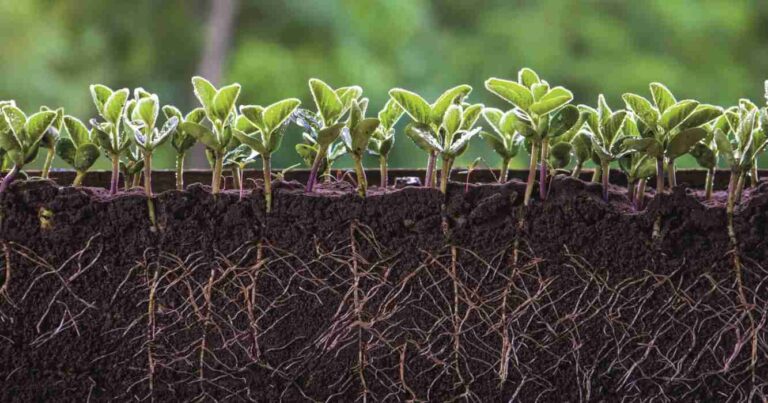 Agricultura, pelos radicales, Agricultura, bioestimulantes