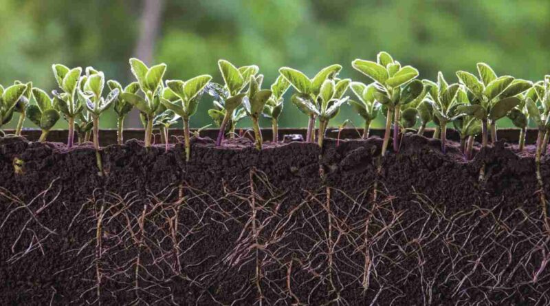 Agricultura, pelos radicales, Agricultura, bioestimulantes