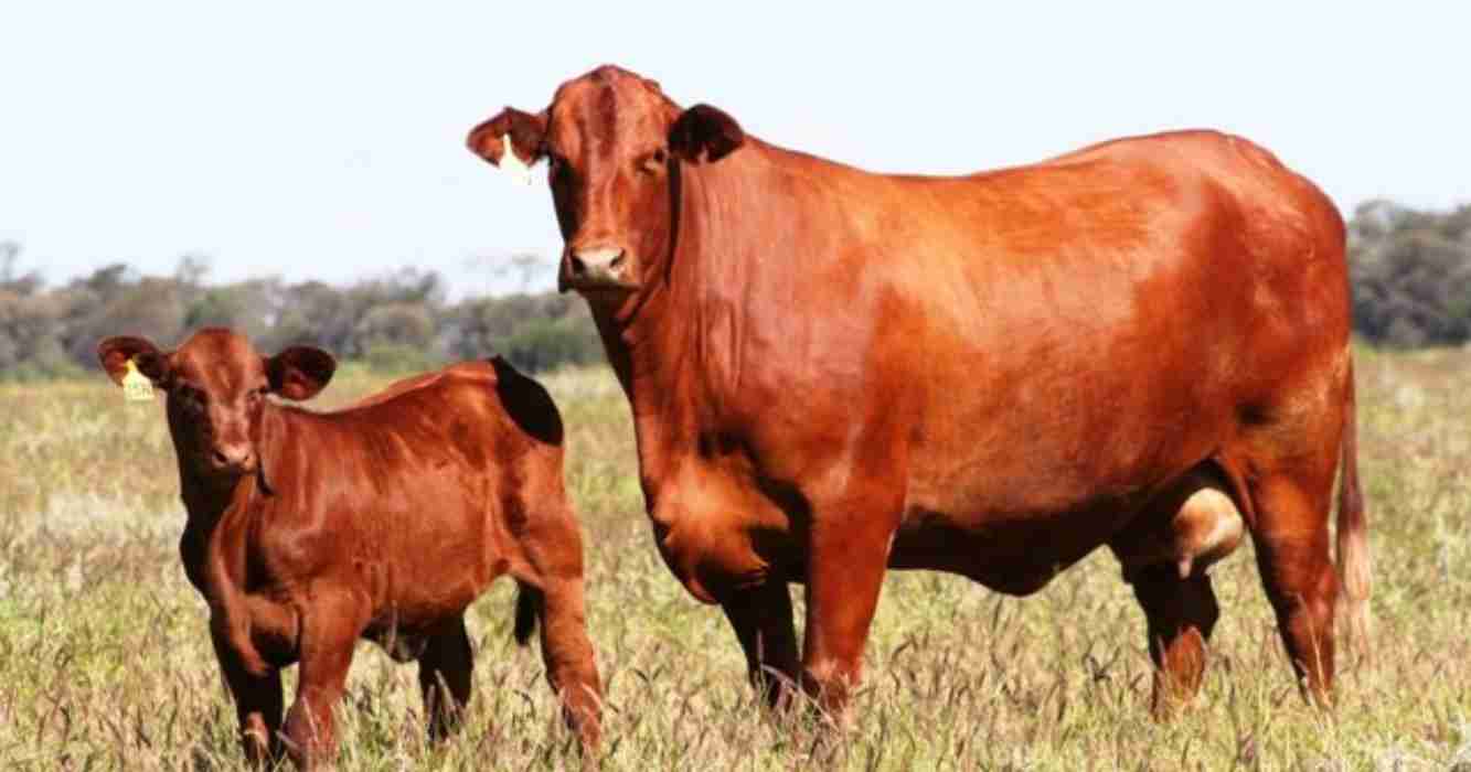 King Ranch: el gigante de la ganadería con un legado indiscutido en ...