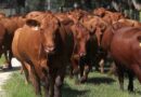 King Ranch, ganadería, AgTech, ganadería