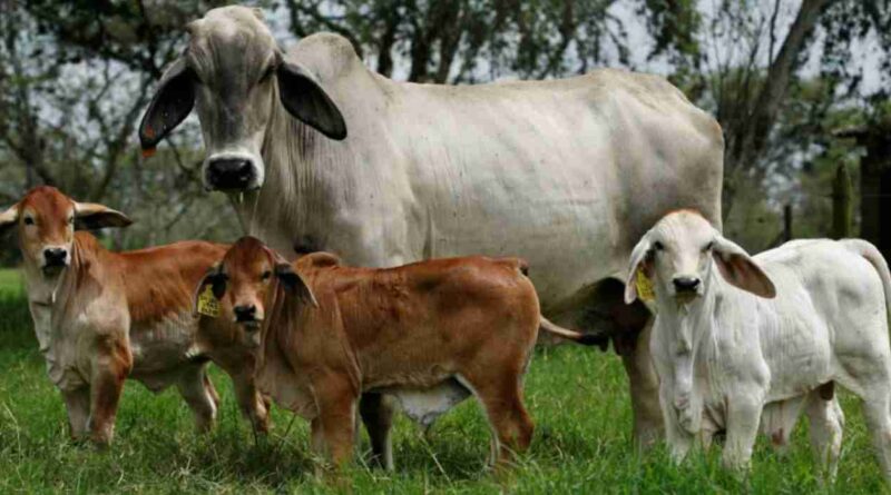Tipperary, ganadería, Australia