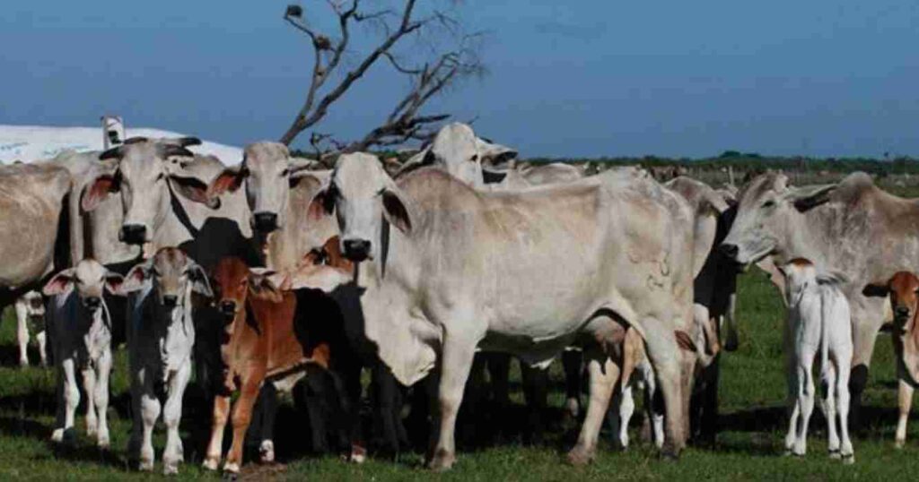 Tipperary, ganadería, Australia