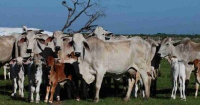 Tipperary, ganadería, Australia