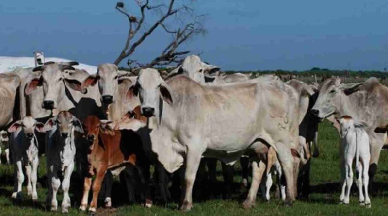 Tipperary, ganadería, Australia