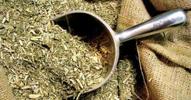 Yerba mate, yerba