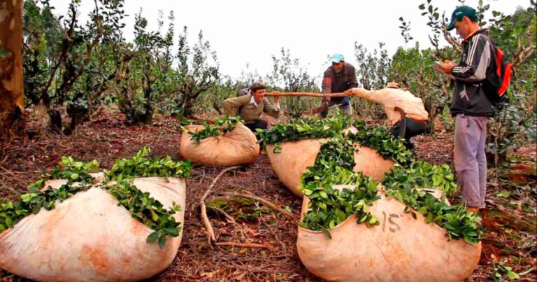 Yerba mate, yerba, INYM