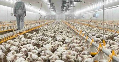 Granjas avícolas, pollo