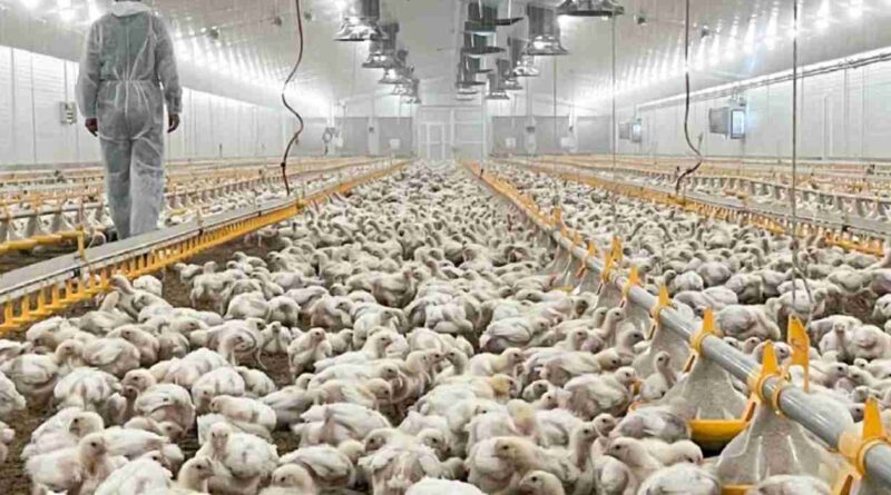 Granjas avícolas, pollo