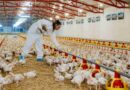 Granjas avícolas, pollo, incubación avícola, exportaciones avícolas