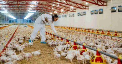 Granjas avícolas, pollo, incubación avícola, exportaciones avícolas