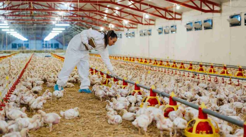 Granjas avícolas, pollo, incubación avícola, exportaciones avícolas