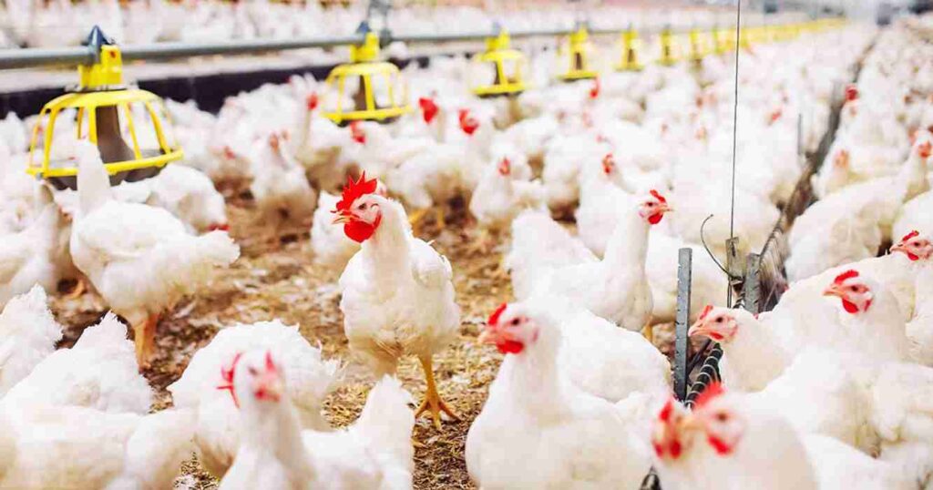 Granjas avícolas, pollo