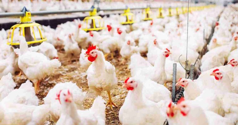 Genética avícola, Avicultura, Pollos, China