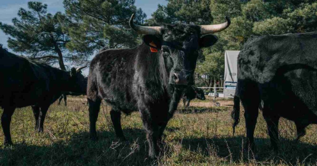 Vaca Dexter, ganadería