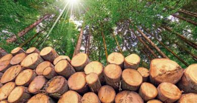 Industria forestal, Corrientes