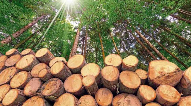 Industria forestal, Corrientes