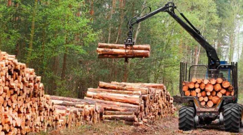 Industria forestal