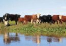 Campo, islas del Paraná, tasas municipales, ganadería, alivio fiscal