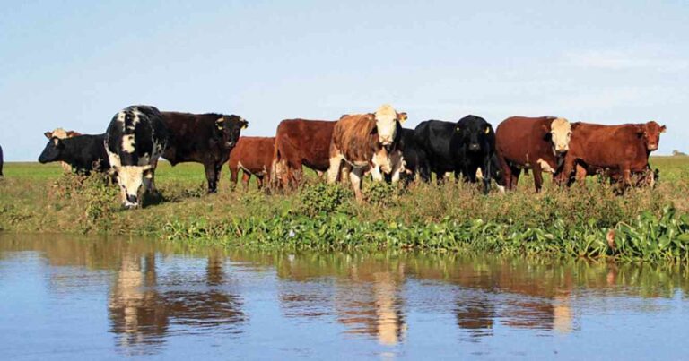 Campo, islas del Paraná, tasas municipales, ganadería, alivio fiscal