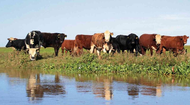 Campo, islas del Paraná, tasas municipales, ganadería