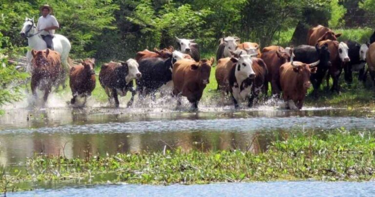 islas del Paraná, tasas municipales, ganadería