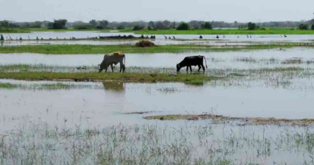 Inundaciones, ganadería