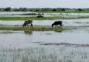 Inundaciones, ganadería, Emergencia Agropecuaria