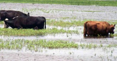 Inundaciones, ganadería
