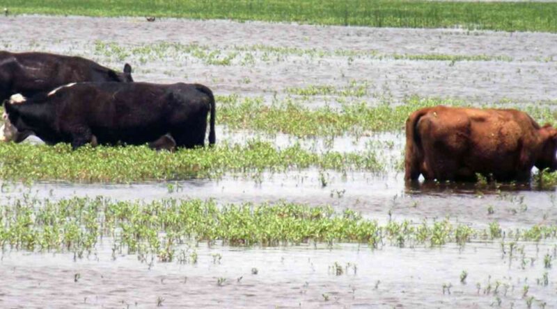 Inundaciones, ganadería
