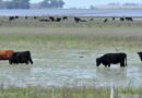 hectáreas inundadas, inundaciones, ganadería, clima