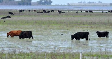 hectáreas inundadas, inundaciones, ganadería, clima