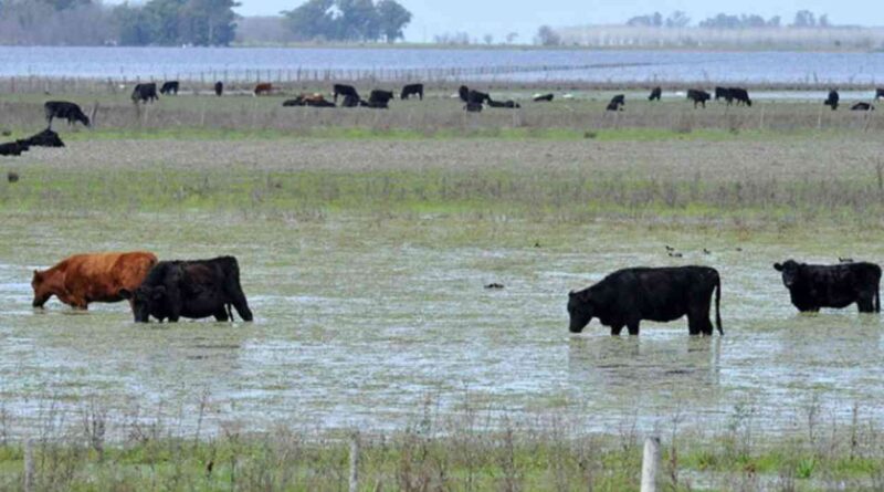 hectáreas inundadas, inundaciones, ganadería, clima