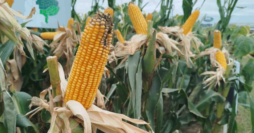 Maíz