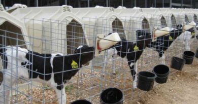 Ganadería, terneros, destete