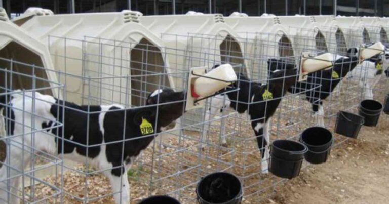 Ganadería, terneros, destete