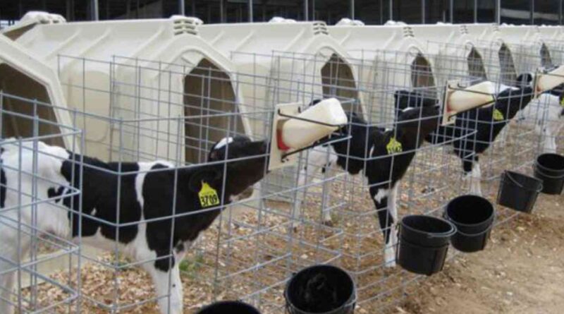 Ganadería, terneros, destete